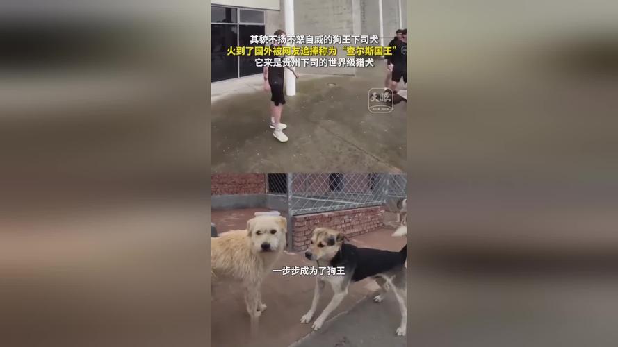 2025新澳门正版新澳免费资本和中国下司犬外网爆火与中国下司犬介绍