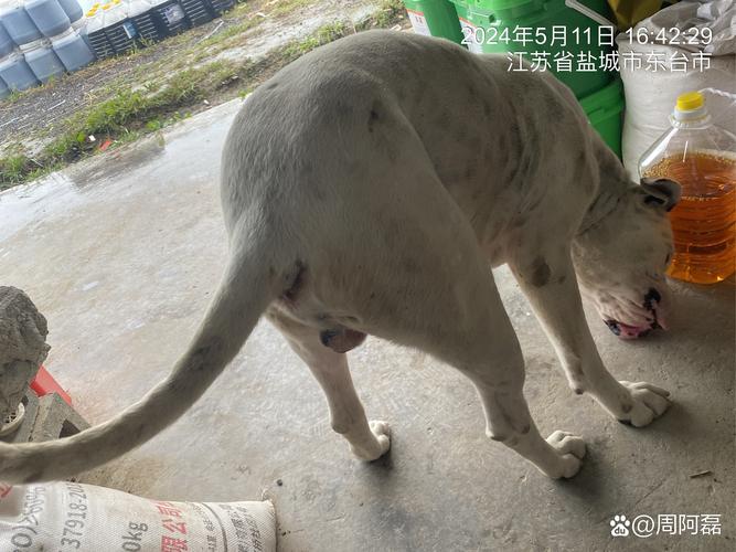 新澳门4949最新彩和摸老虎屁股遭扑咬与摸老虎屁股遭扑咬视频