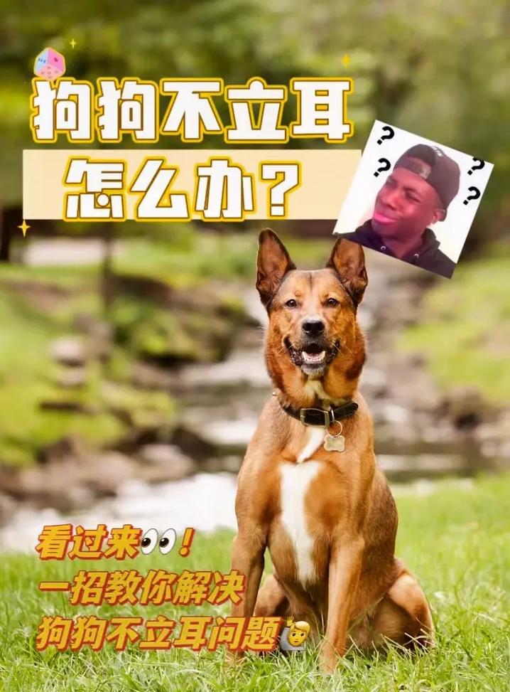 2025新澳门正版免费正题175和女子为4只狗立遗嘱与女子为4只狗立遗嘱视频